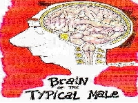 MaleBrain.jpg