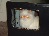 catbox.jpg