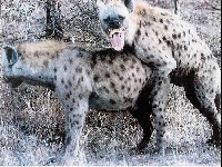 hyena.jpg