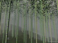 bamboogrove.png