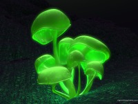 fluorescence_green.png