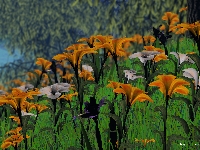 inbloom31600.jpg