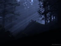 nightchildren.png